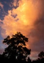 Dark trees silhouetted against a stormy sky Royalty Free Stock Photo