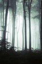 Dark trees silhouettes in thick foggy forest