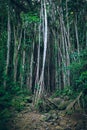 Dark tropical hawaiian forest with lianas and thin trees