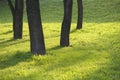 Dark trunks of trees on spring greens