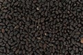 Dark tukmaria or thai basil - Ocimum basilicum - seeds under microscope, image width 23mm Royalty Free Stock Photo