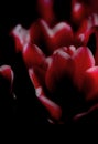 Dark tulip