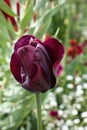 Dark tulip in Hermannshof garden Royalty Free Stock Photo