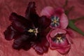 Dark tulip and pink tulips