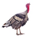 Dark turkey on white. Royalty Free Stock Photo