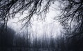 Dark twisted branches background in haunted setting