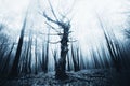 Dark twisted old tree in haunted forest Royalty Free Stock Photo