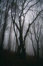 Dark twisted tree in Halloween forest