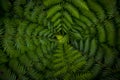 Dark and vibrant green fern leaves spreading out creating swirly natural pattern background Royalty Free Stock Photo