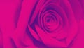 Red-violet macro rose abstract background