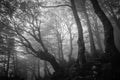 Dark view of autumn forest with fog in the park of Monte Cucco, Umbria, Italy Royalty Free Stock Photo