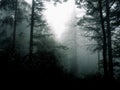 Dark View of a forest in the myst Royalty Free Stock Photo
