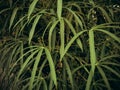 Dark view of long-leaf cassava for background and wallpaper. Manihot esculenta, commonly called cassava, manioc, yuca, macaxeira,