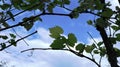 Dark vineyard against a bright sky Royalty Free Stock Photo