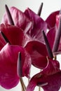 Dark violet anthurium against white background. Tropical plant in a minimalist style. Flower shop concept. Floral