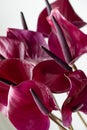 Dark violet anthurium against white background. Tropical plant in a minimalist style. Flower shop concept. Floral