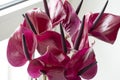 Dark violet anthurium against white background. Tropical plant in a minimalist style. Flower shop concept. Floral