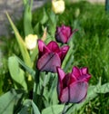 Dark violet blossoms of tulips detail