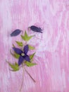 Dark violet clematis alpina flowers