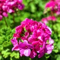 Dark violet colored geranium natural bouquet close up in a green garden Royalty Free Stock Photo