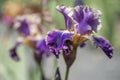 Dark violet colored illuminata flower of Tall Bearded Iris Lip Service