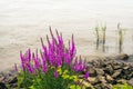 Dark violet flowering purple loosestrife plant growing at the ba