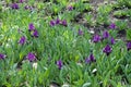 Dark violet flowers of dwarf irises Royalty Free Stock Photo