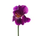 Dark violet Iris flower isolated on a white background