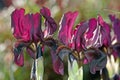 Dark violet irises Royalty Free Stock Photo