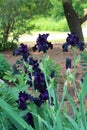 Dark Violet Irises Royalty Free Stock Photo