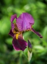 dark violet irises on blurred green background Royalty Free Stock Photo