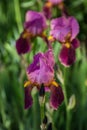 Dark violet irises on blurred green background Royalty Free Stock Photo