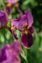 Dark violet irises on blurred green background Royalty Free Stock Photo