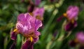 Dark violet irises on blurred green background Royalty Free Stock Photo