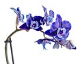 Dark violet, mauve, blue orchid close up branch flower, isolated