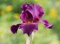 Dark Violet Purple Bearded Iris Bloom Royalty Free Stock Photo