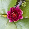 Dark violet water lily closeup Royalty Free Stock Photo