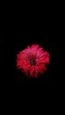 Dark Wallpaper of flower with Vignette