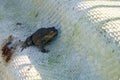 Dark warty toad sitting on a slate leaf