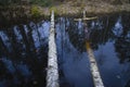 The dark water of a forest swamp with birch trunks fallen into it.