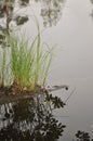 Dark water of lake under sunlight with glare and reflections Royalty Free Stock Photo