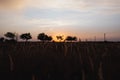 Dark wheat field trees landscape sunset sun light dusk Royalty Free Stock Photo