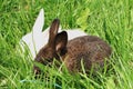 Dark and white rabbit grass Royalty Free Stock Photo