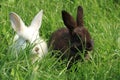 dark and white rabbit grass Royalty Free Stock Photo