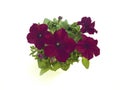 Dark wine red petunia in blooms potted closeup isolated on white background Royalty Free Stock Photo