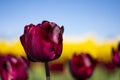 Dark wine red Tulip Flower with blurred yellow, green, and blue sky background horizontal 2 Royalty Free Stock Photo