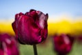 Dark wine red Tulip Flower with blurred yellow, green, and blue sky background horizontal Royalty Free Stock Photo