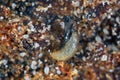 Dark-winged fungus gnat pupa (Sciaridae) and mites in potting soil. Royalty Free Stock Photo