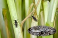 Dark-winged fungus gnat, Sciaridae on the soil. These are common pests that damage plant roots, are common pests of ornam Royalty Free Stock Photo