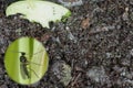 Dark-winged fungus gnat, Sciaridae on the soil. These are common pests that damage plant roots, are common pests of ornam